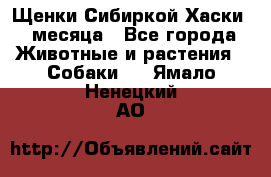 Щенки Сибиркой Хаски 2 месяца - Все города Животные и растения » Собаки   . Ямало-Ненецкий АО